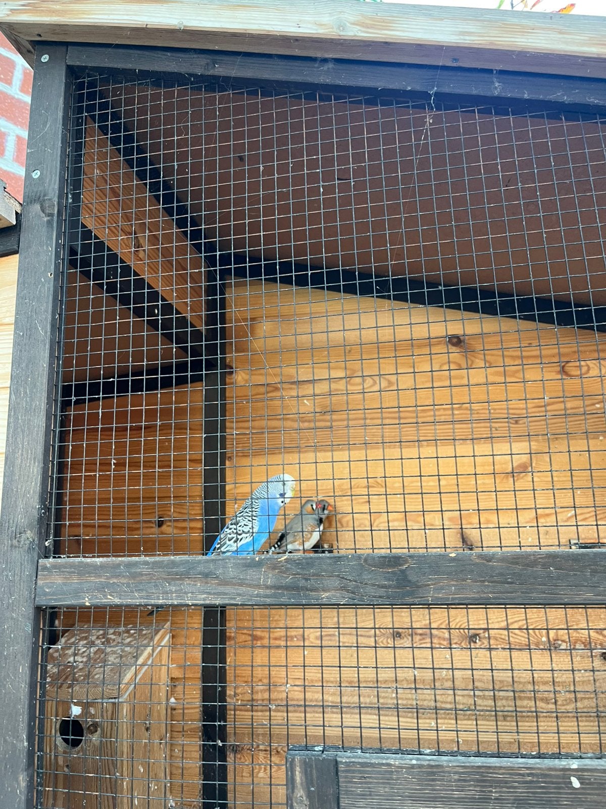 Parkieten, Animaux & Accessoires