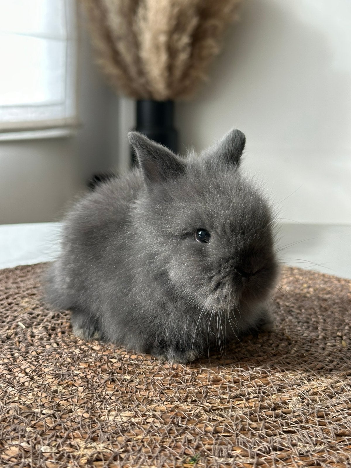 Teddydwerg x lionlop, Dieren en Toebehoren, Konijnen