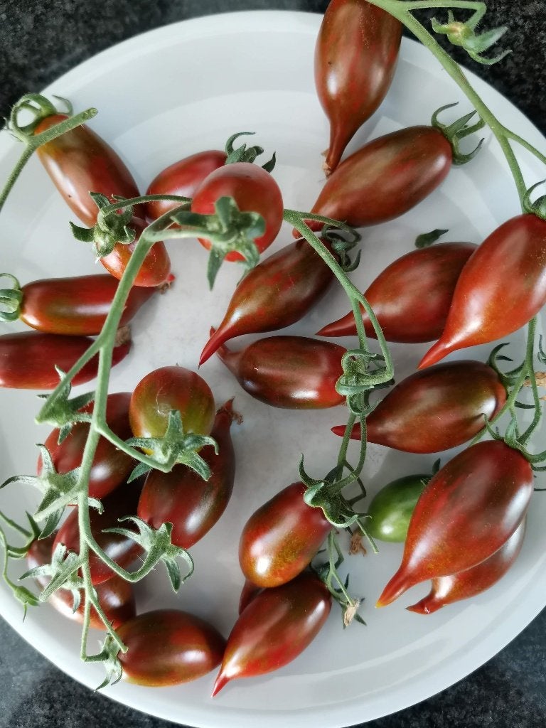 5 graines de tomate Emalia - pour récolte tardive, Envoi, Printemps, Graine