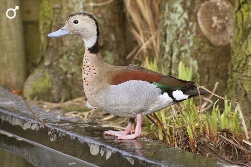Onverwante koppels roodschoudertalingen, Dieren en Toebehoren, Meerdere dieren, Eend