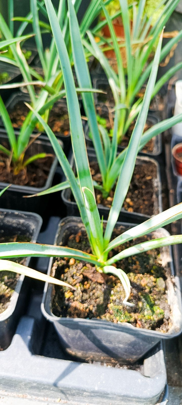 Yucca filifera, Tuin en Terras, Planten | Tuinplanten, Ophalen