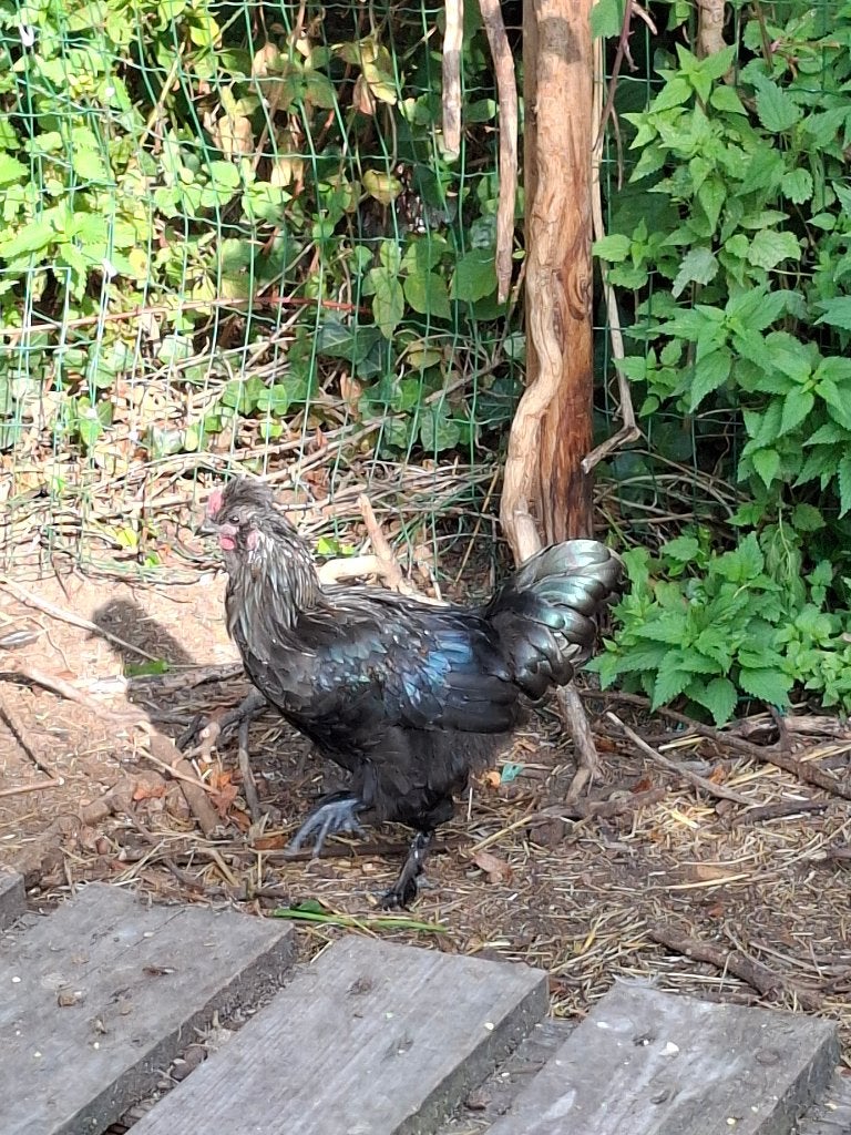 Beaux coqs à vendre, Mâle, Poule ou poulet