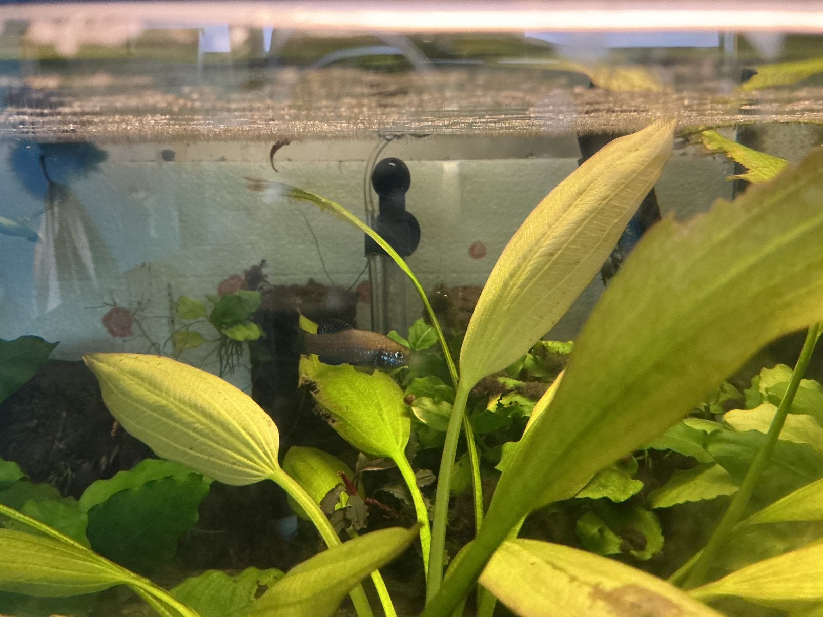 Trio paraphanius similis “zengen”, Animaux & Accessoires, Poissons | Poissons d'étang, Autres espèces