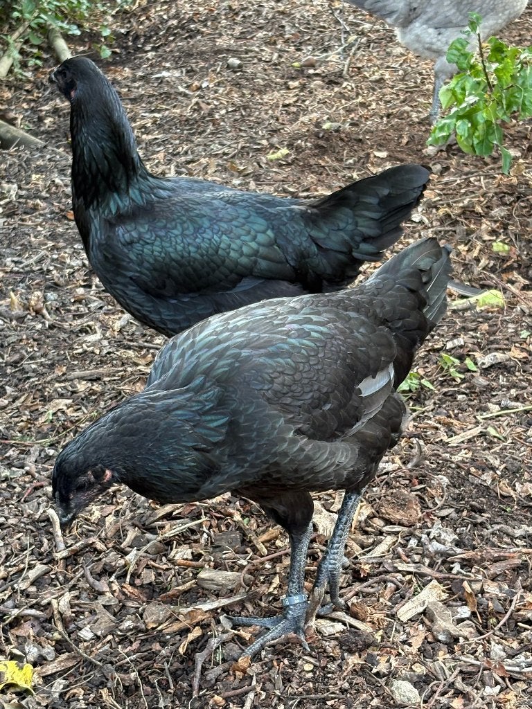 3 jeunes poules combattantes liégeoises, Animaux & Accessoires, Volatiles, Femelle, Poule ou poulet