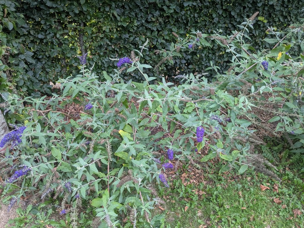 vlinderstruiken, Tuin en Terras, Ophalen, Overige soorten