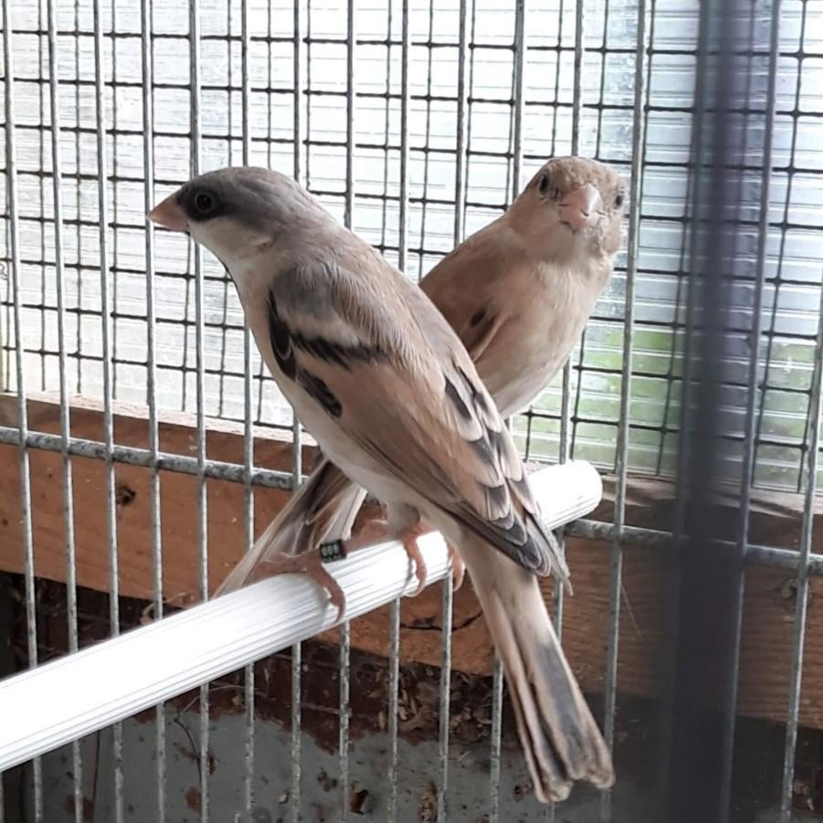 Gezocht: pop woestijnmus passer simplex, Dieren en Toebehoren, Vrouwelijk, Tropenvogel