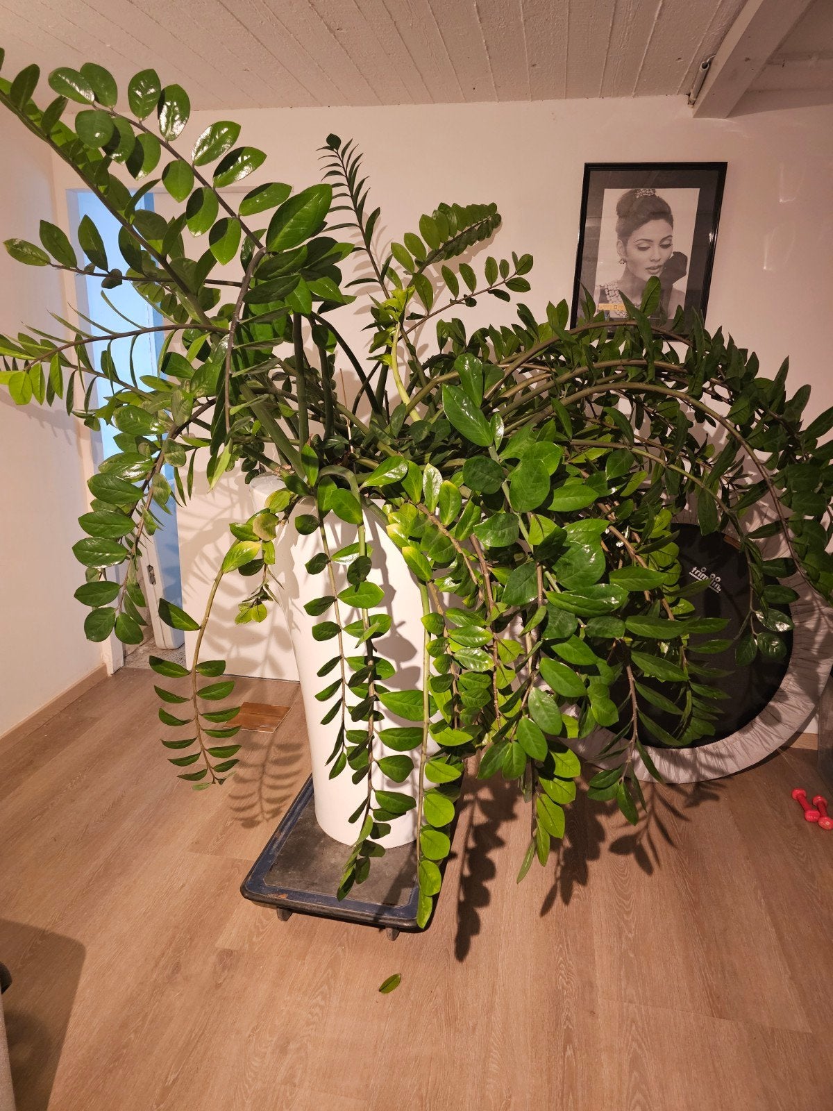 Kamerplant van 190 cm, Huis en Inrichting, Ophalen, Halfschaduw, 150 tot 200 cm