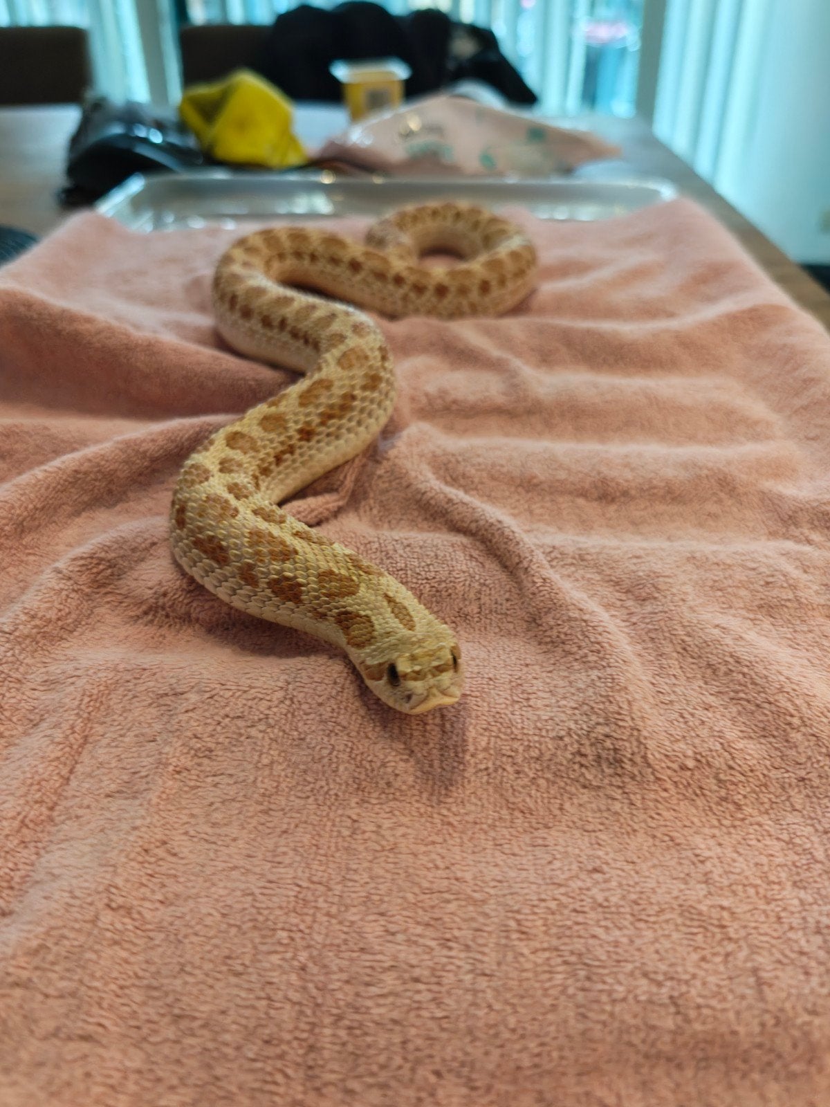 haakneus koppel, Animaux & Accessoires, Reptiles & Amphibiens