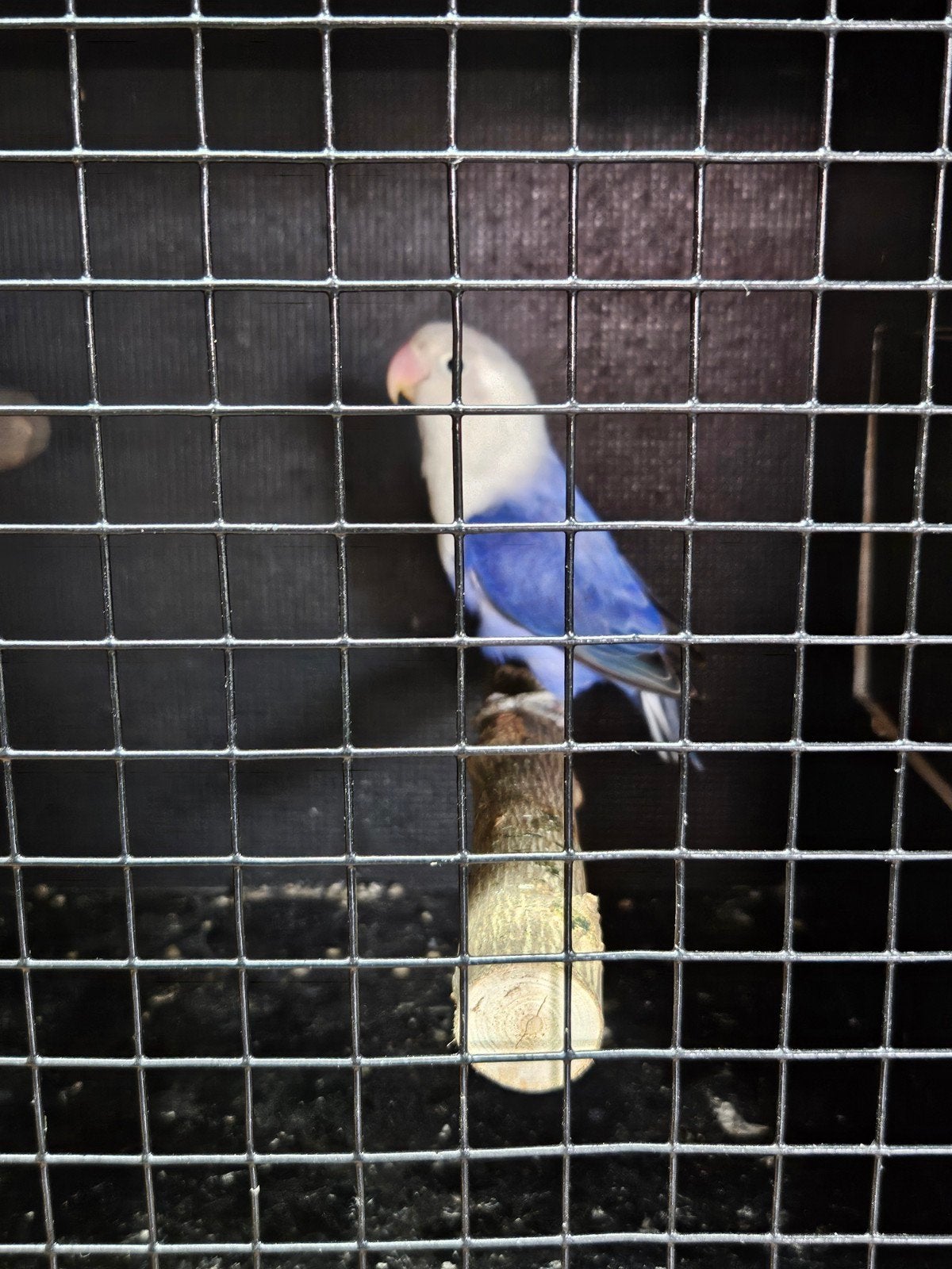 agapornis fischeri, Dieren en Toebehoren, Dwergpapegaai of Agapornis