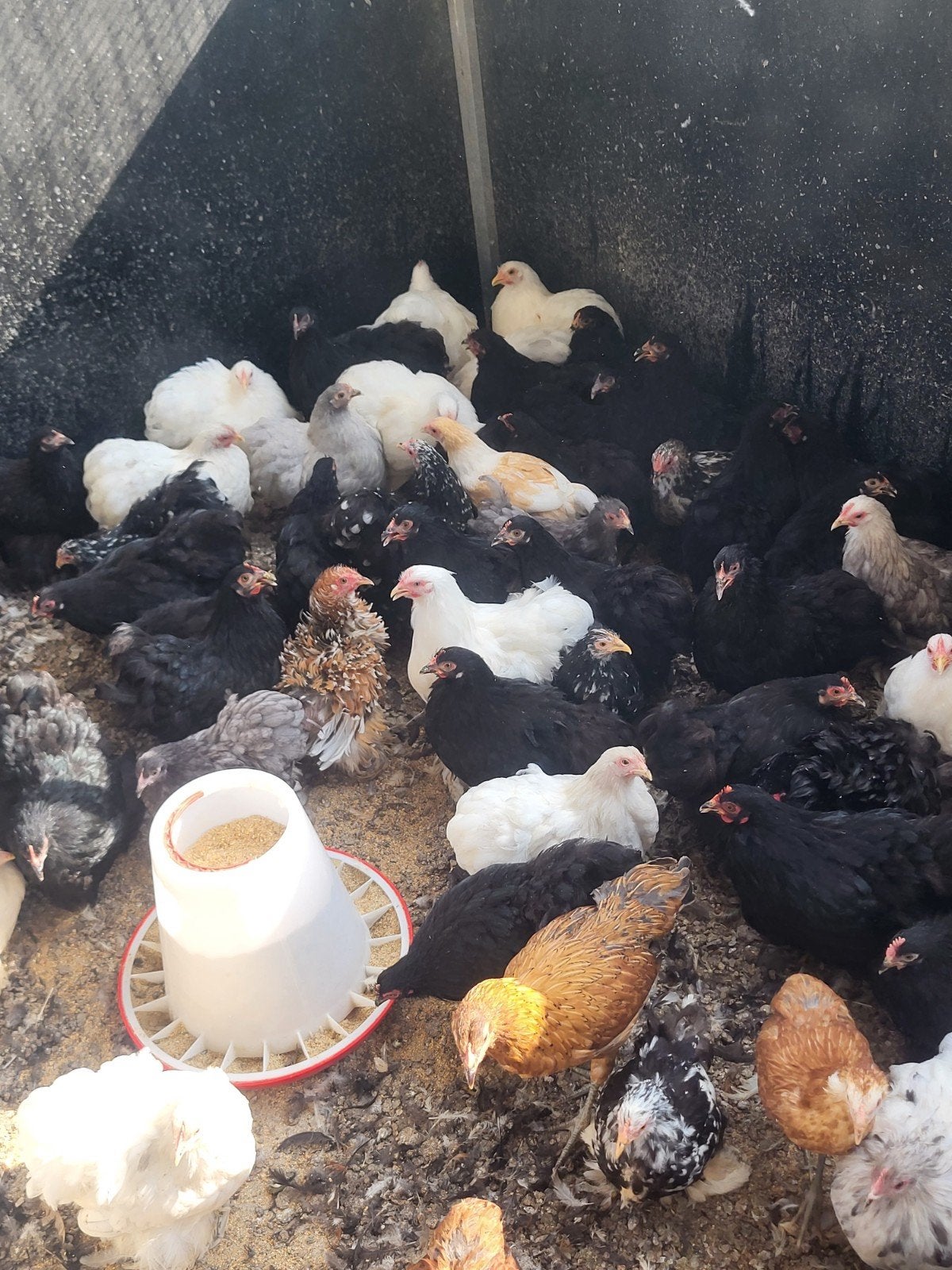 Cochin kriel, Dieren en Toebehoren, Pluimvee, Vrouwelijk, Kip