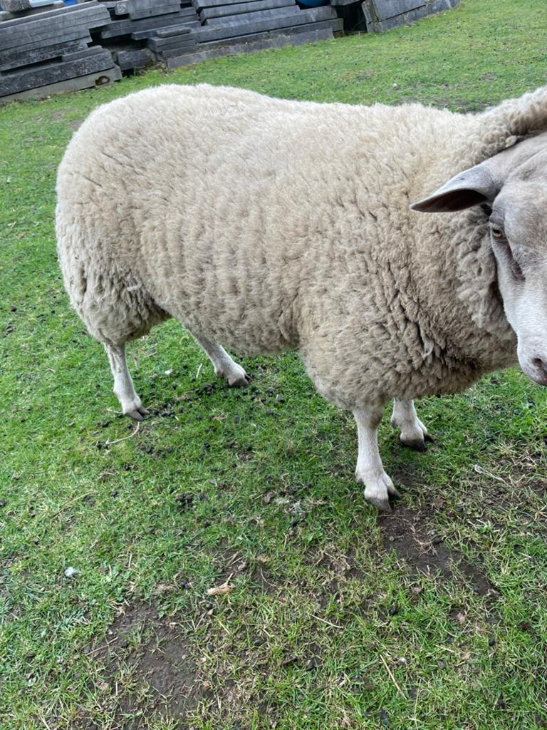 Ram-rammen, Dieren en Toebehoren
