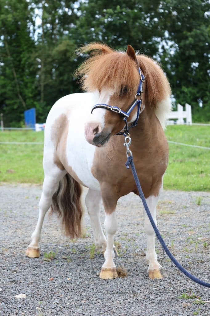 3 pony's te koop in onze veiling via ESHA.horse 2 ponymerrie, A pony (tot 1.17m), Recreatiepony, Met stamboom, Z
