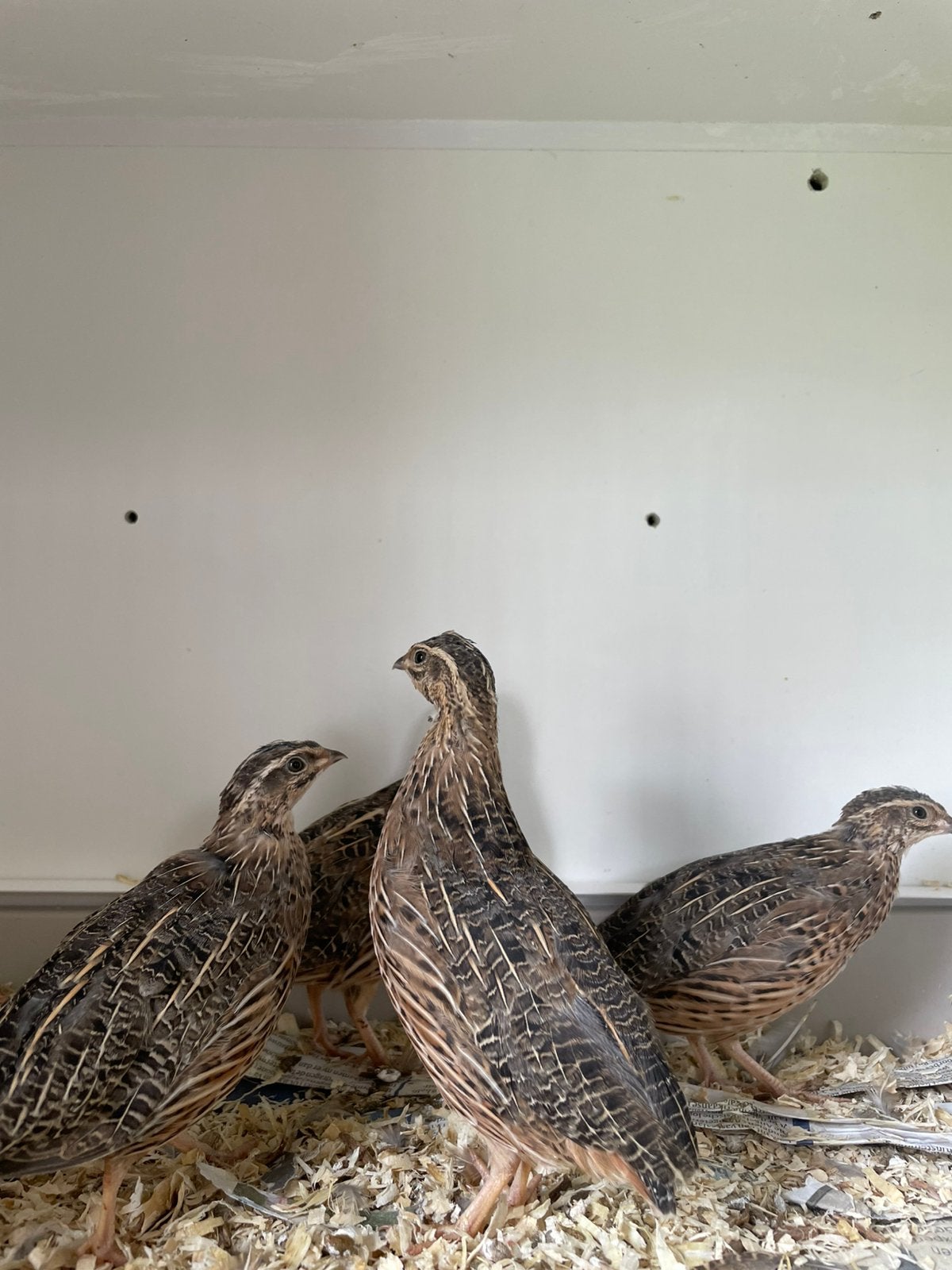 Harlekijn kwartels, Dieren en Toebehoren, Vogels | Overige Vogels, Meerdere dieren