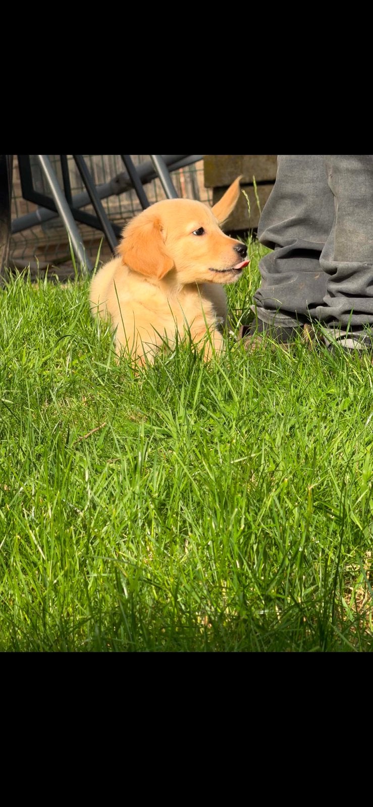Mooi nestje golden retrievers, Animaux & Accessoires, Chiens | Retrievers, Épagneuls & Chiens d'eau, Golden retriever, Chien (mâle)