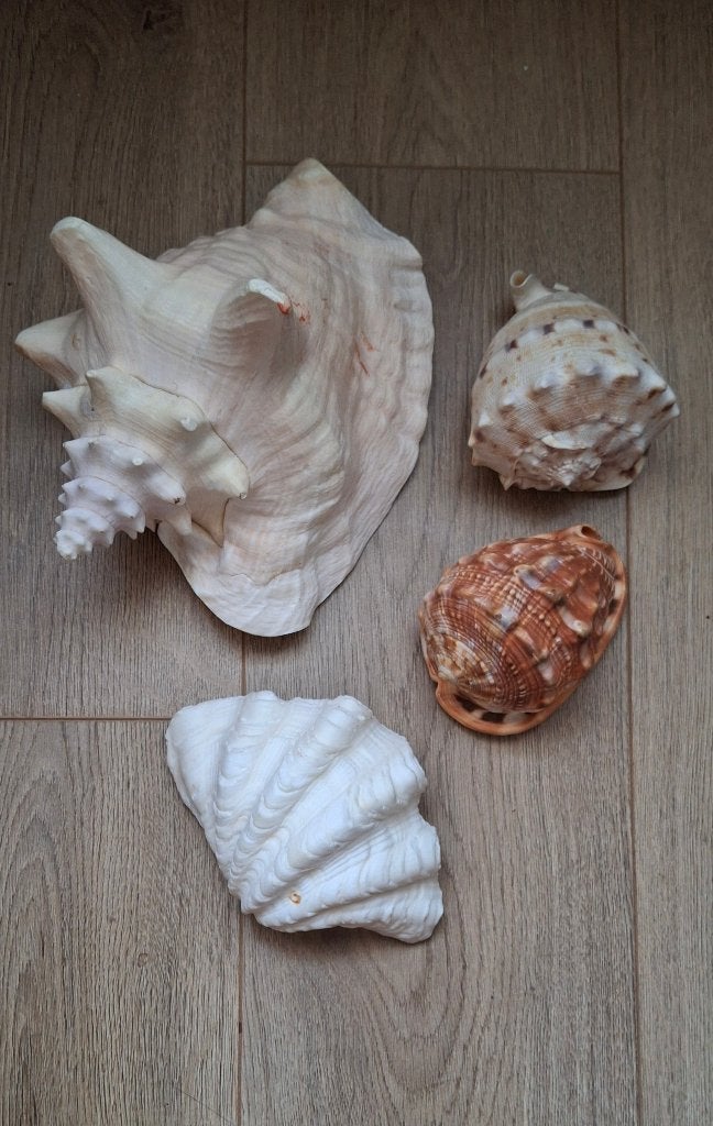 Verzameling van heilige schelpen, schelpen en diversen, Ophalen of Verzenden, Schelp(en)