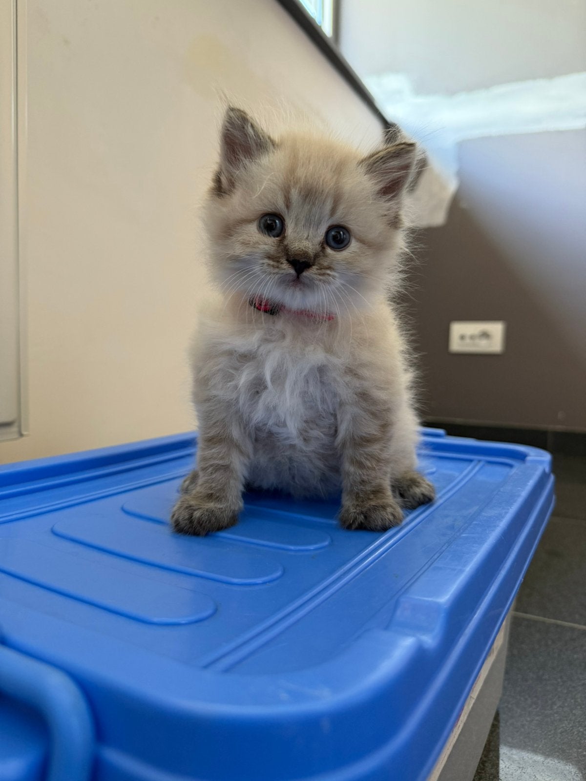 Ragdoll Kittens, Dieren en Toebehoren, Meerdere dieren, Met stamboom, 0 tot 2 jaar