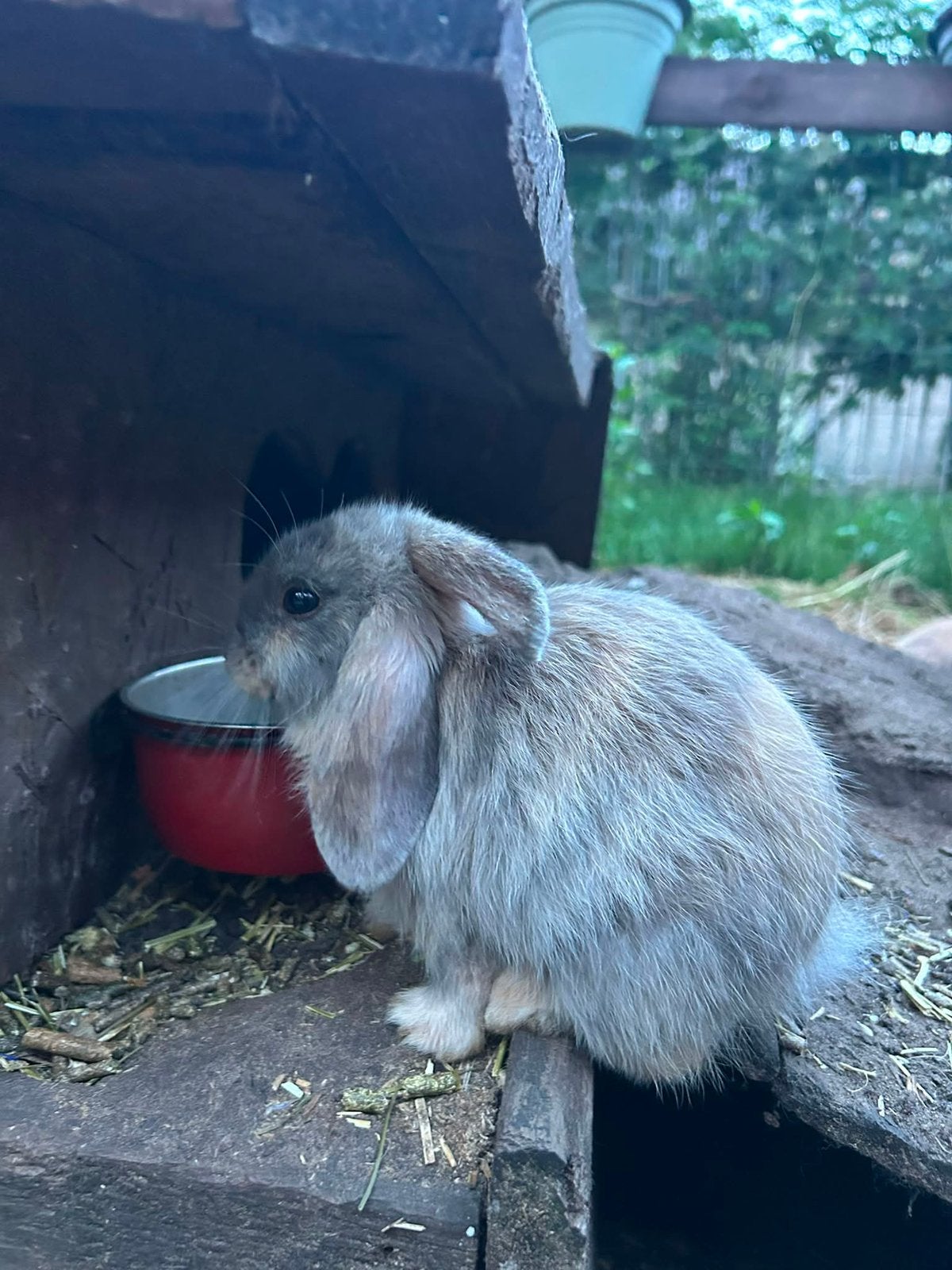 Dwerg hangoor konijntjes, Dieren en Toebehoren, Konijnen, Klein, Hangoor