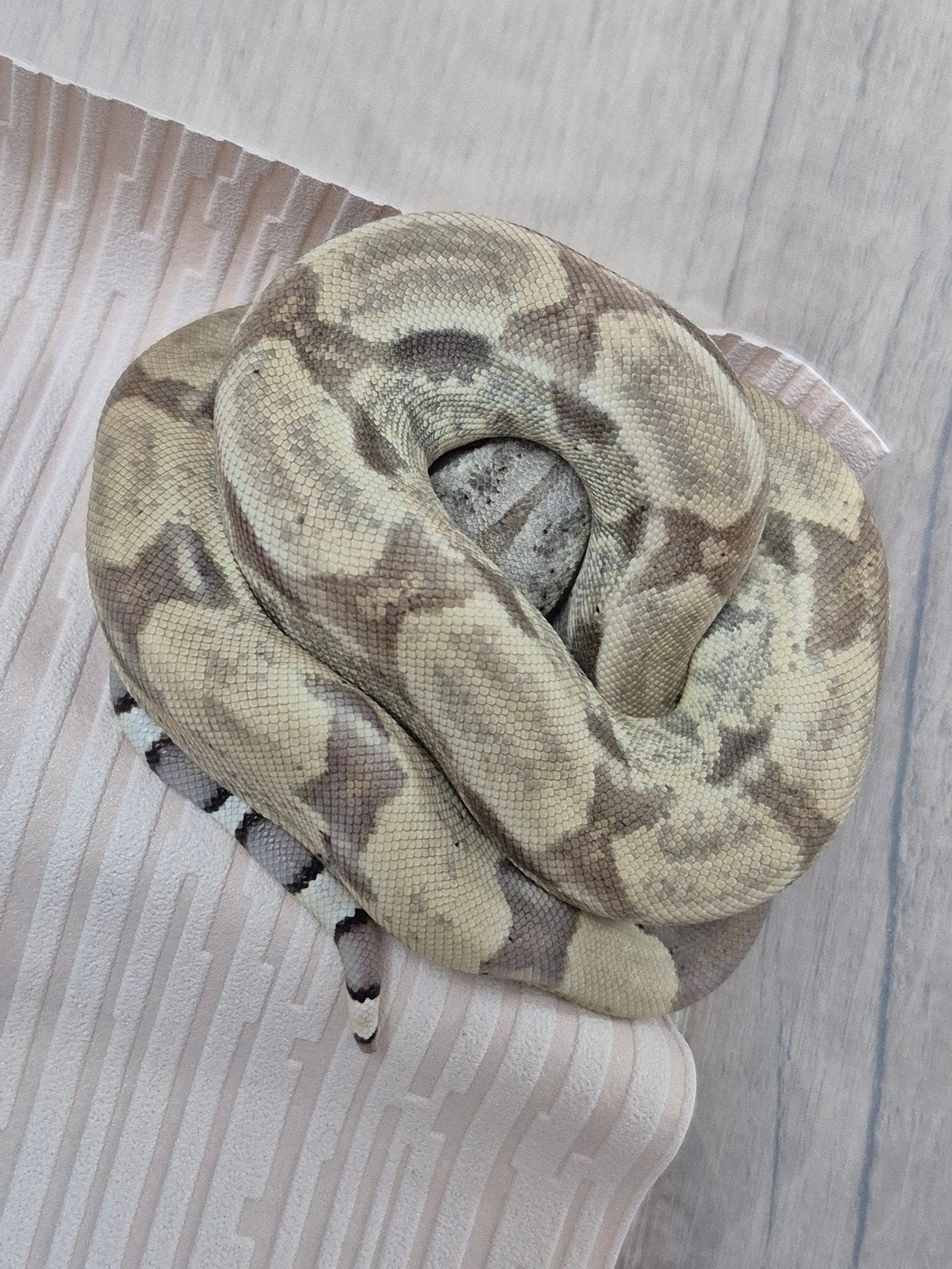 Ghost jungle 50% vpi 50% snow het is 1 vrouwtje 28/5/2026
