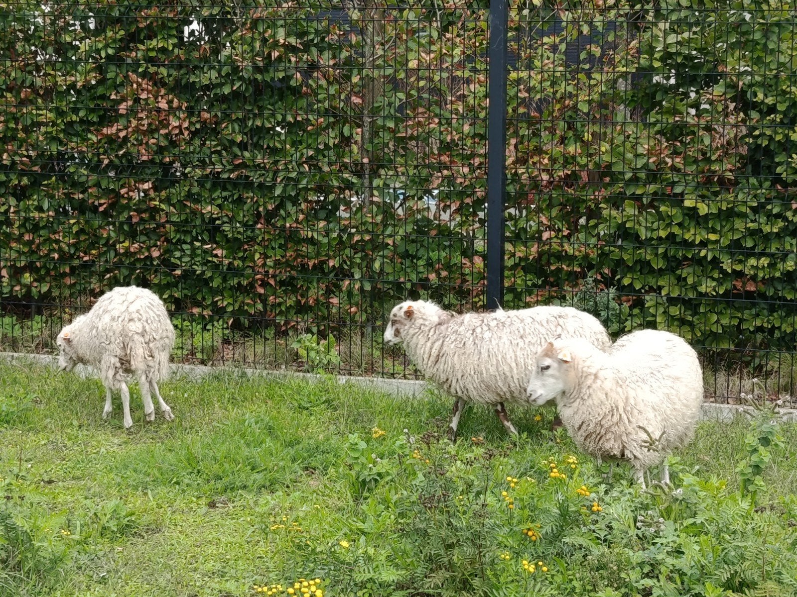 drie skudde ooitjes