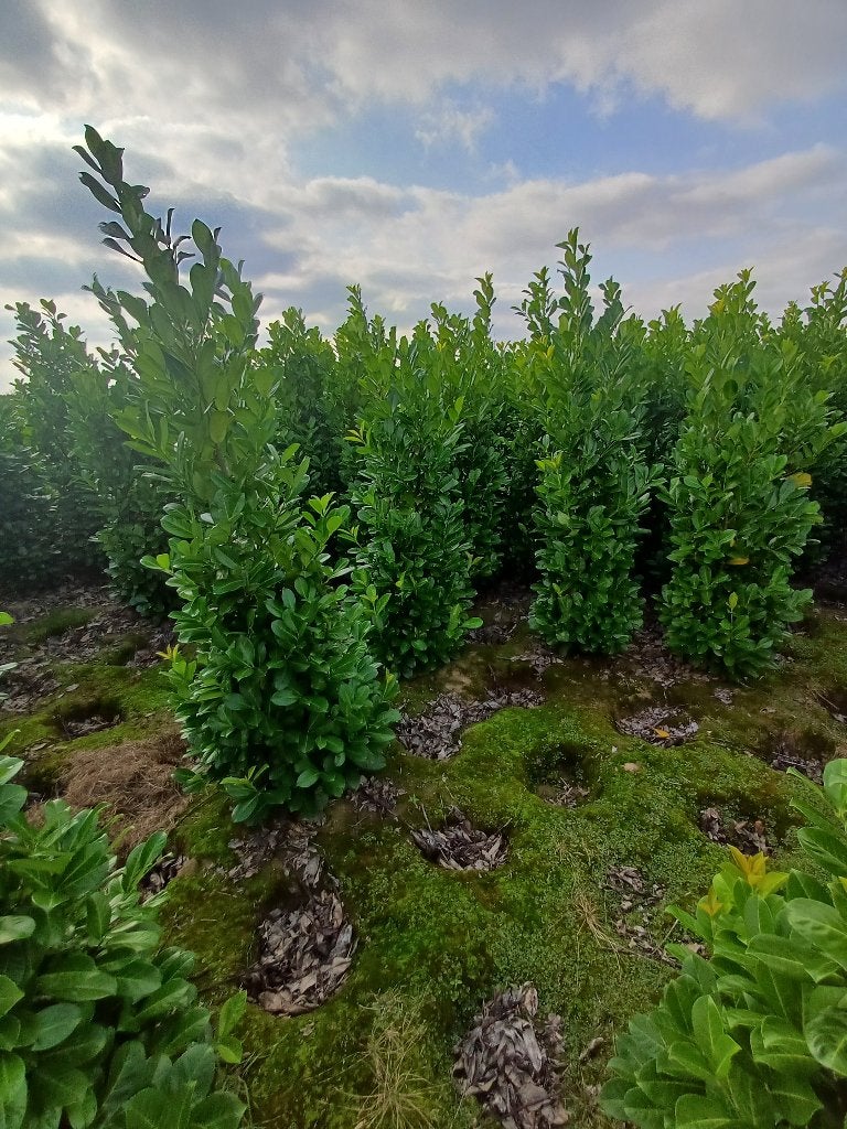 Prunus Rothundifolia (riemst), Tuin en Terras, Planten | Struiken en Hagen, Ophalen