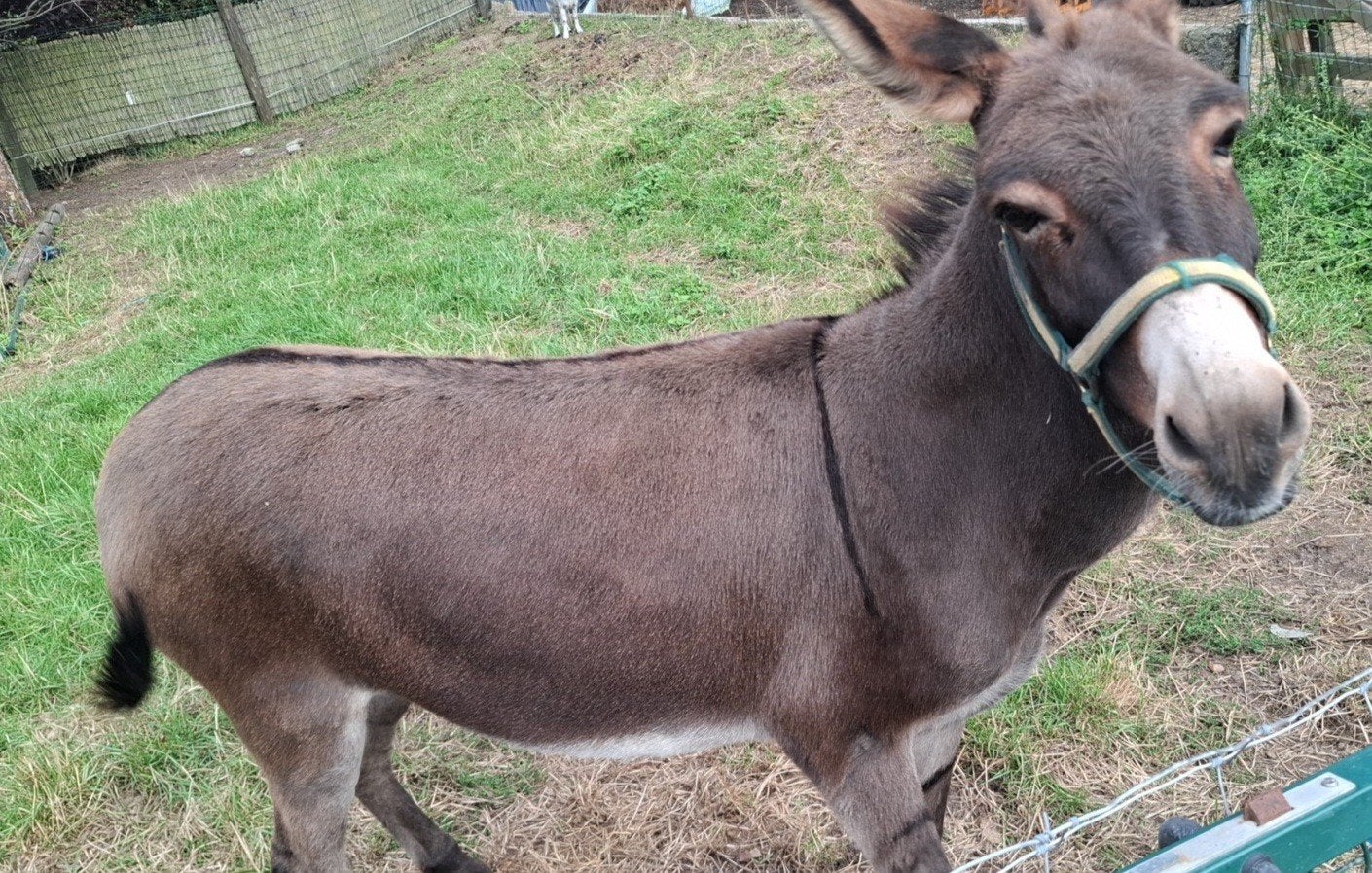 bruine ezel merrie 5 jaar, Dieren en Toebehoren, Merrie, Minder dan 160 cm, Gechipt, 3 tot 6 jaar