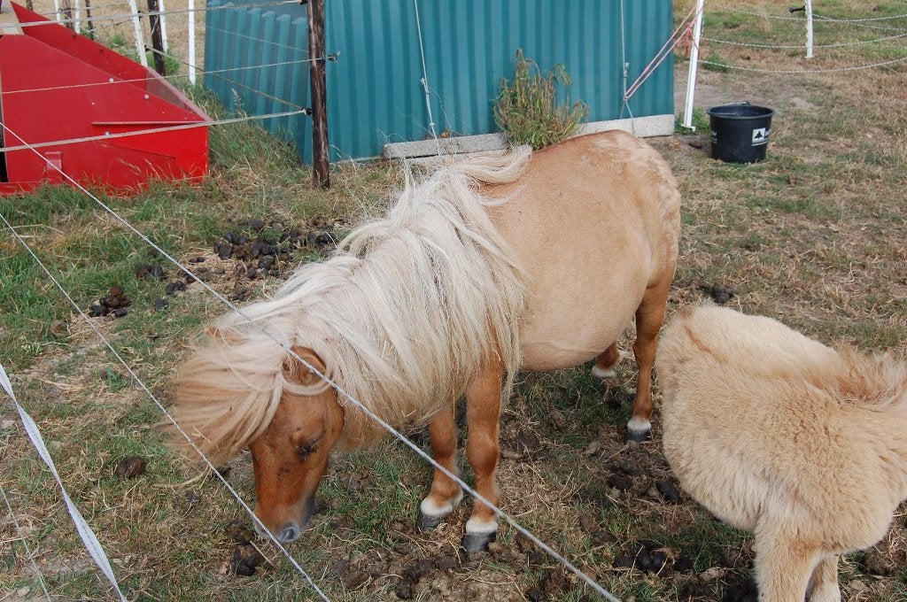 shetland merrie's, Dieren en Toebehoren, Merrie, Met stamboom