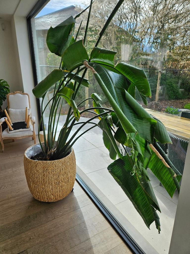 Strelizia, Ophalen, Overige soorten, In pot, 150 tot 200 cm