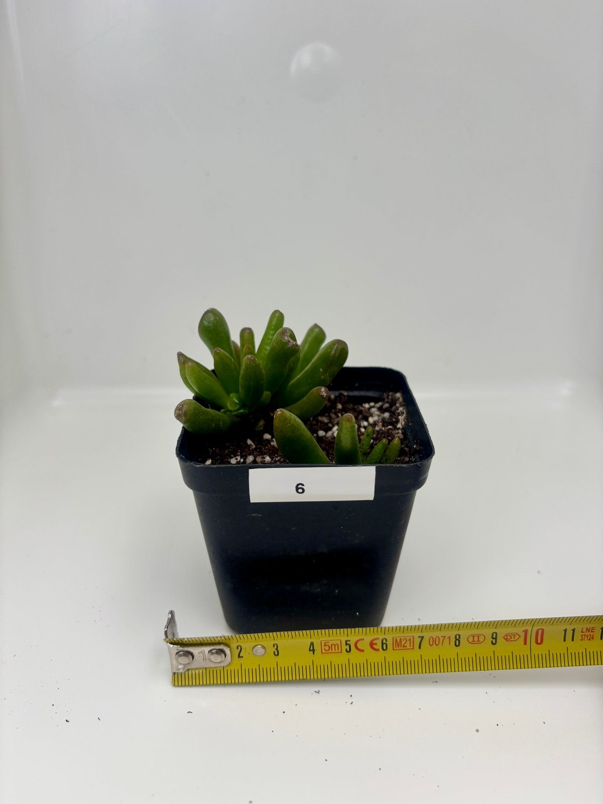 Mini Crassula Hobbit Bonsai, Jardin & Terrasse, Autres espèces, Plein soleil, Été, Enlèvement