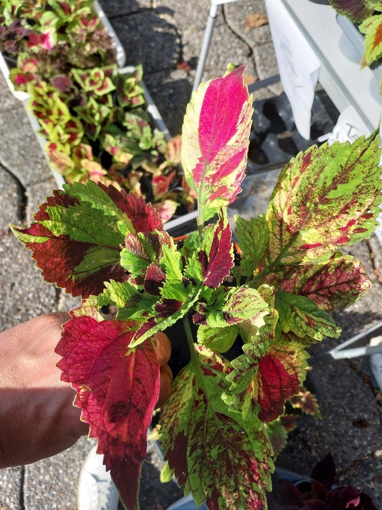 Coleus, Ophalen, Overige soorten, Halfschaduw, In pot
