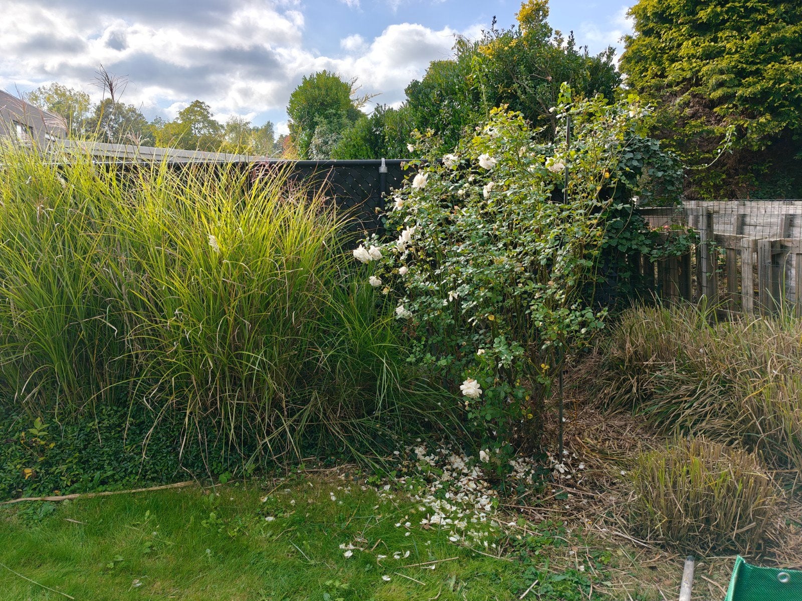 Miscanthus sinensis 'Gracillimus' - Prachtriet siergras
http, Tuin en Terras, Ophalen