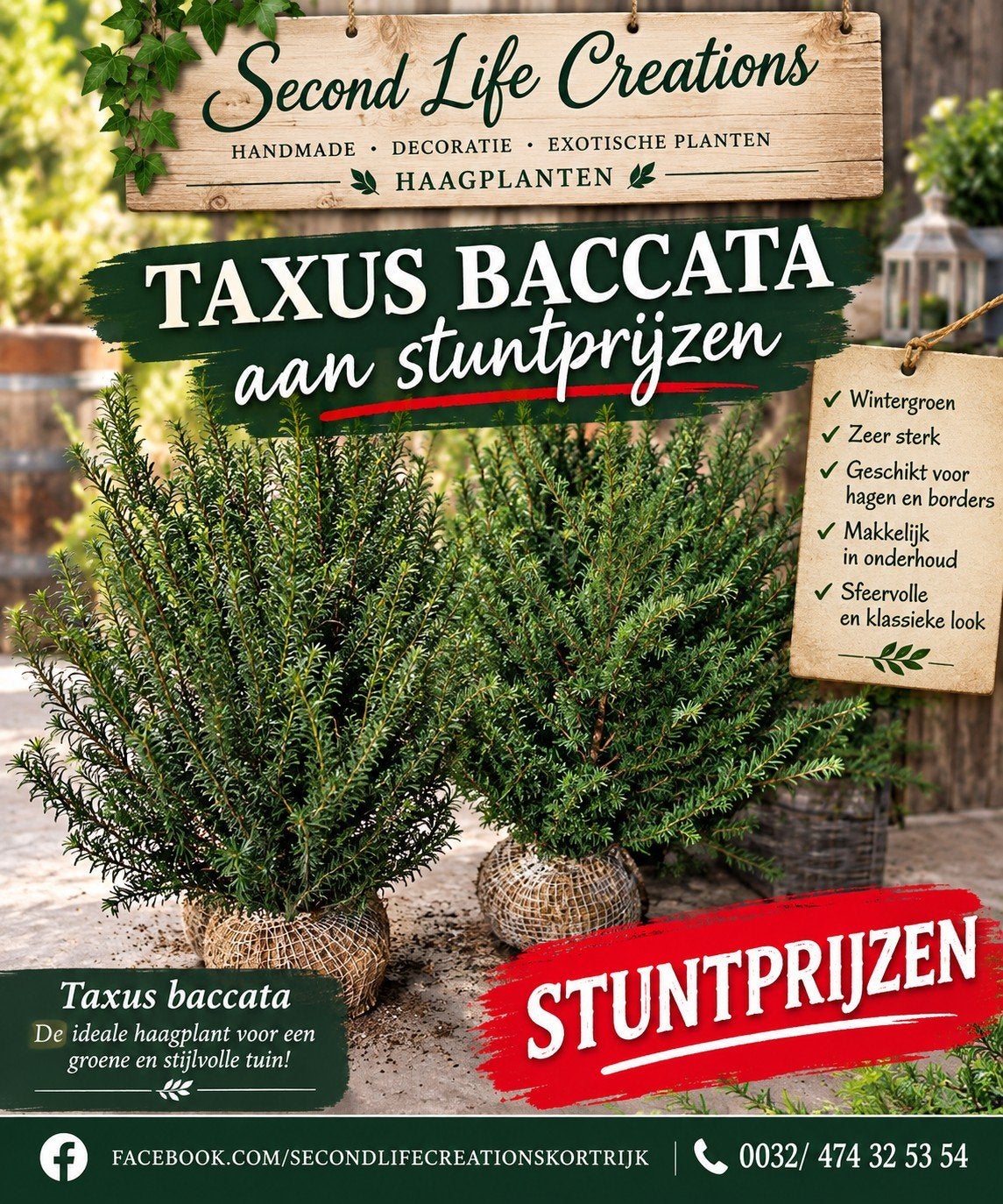 ‼️taxus baccata slechts 2per meter nodig ‼️, Enlèvement, Charme, Haie