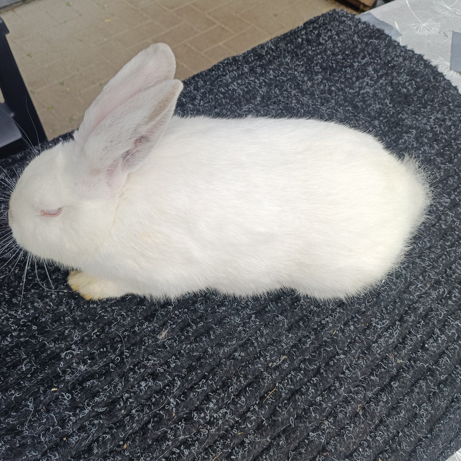 DEK RAMMELAARS  en zeer vruchtbaar voedster. koppel, Dieren en Toebehoren, Meerdere dieren, Groot, 0 tot 2 jaar