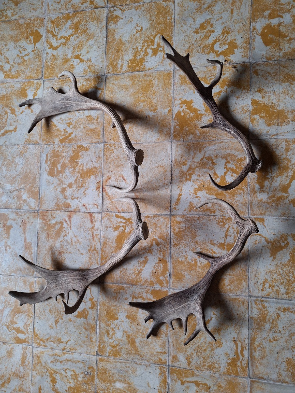 bois du même daim, Collections, Enlèvement, Cerf, Bois ou Tête