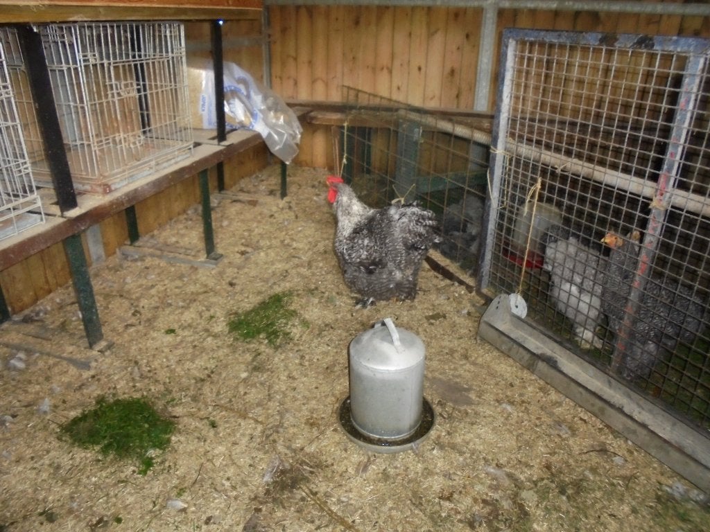 Cochin Groothoender, Dieren en Toebehoren, Mannelijk, Kip