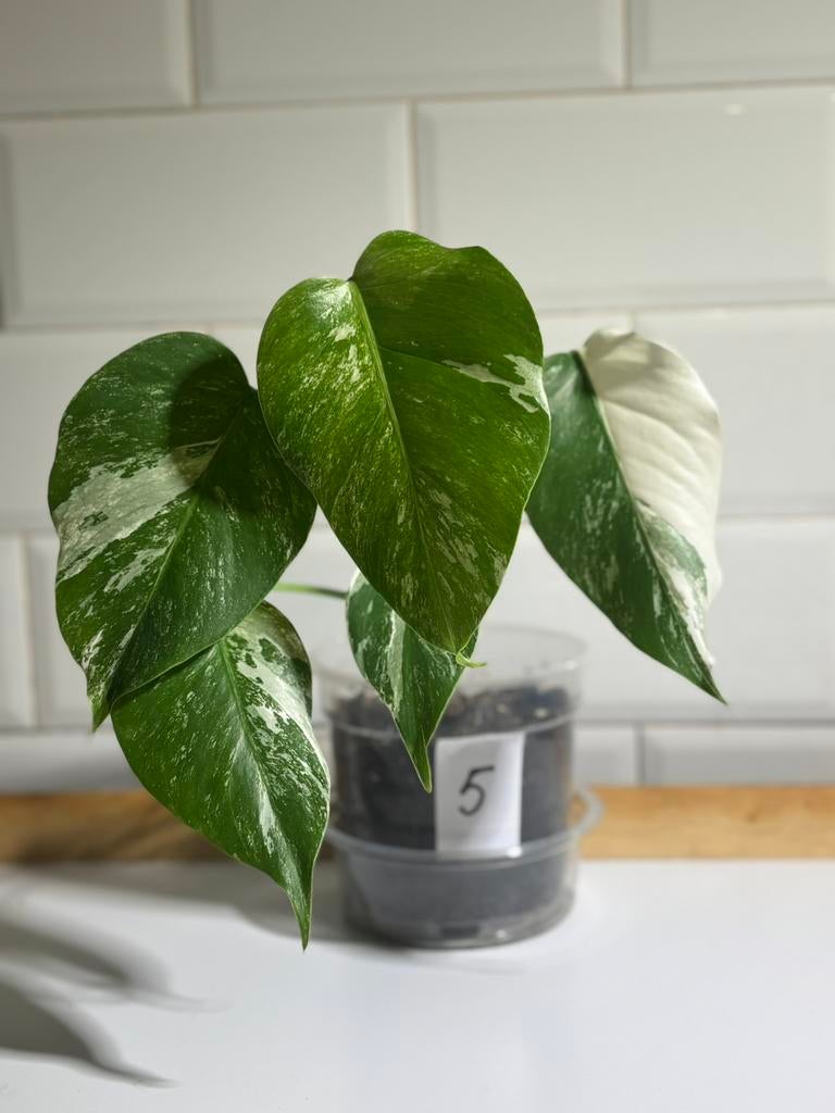 Monstera deliciosa variegata, Huis en Inrichting, Kamerplanten, Ophalen