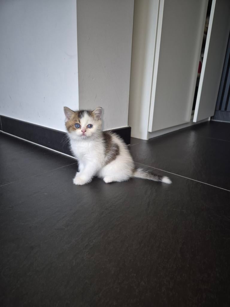 Britse korthaar kittens, Dieren en Toebehoren, Meerdere dieren, Kortharig, 0 tot 2 jaar
