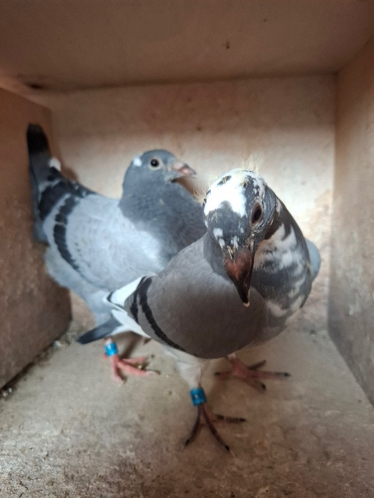 2. Jonge duifjes van 2026, Dieren en Toebehoren, Meerdere dieren, Postduif