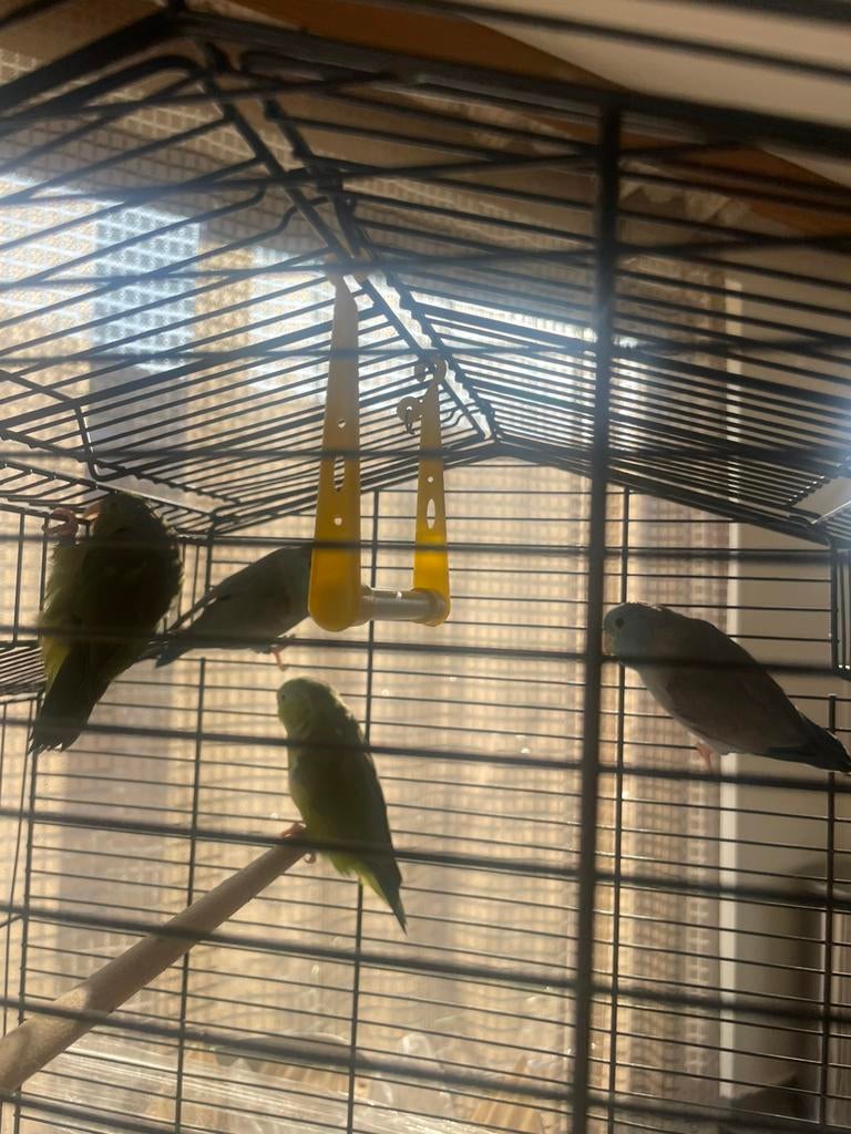 4 Forpussen, Meerdere dieren