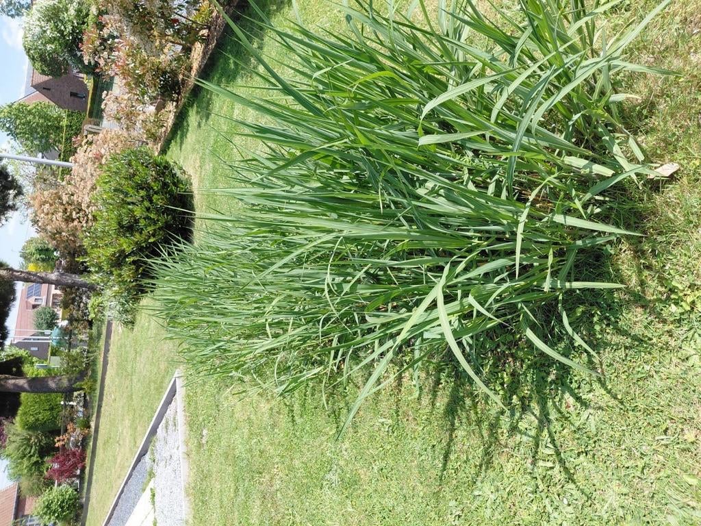 Miscanthus giguanteus.
