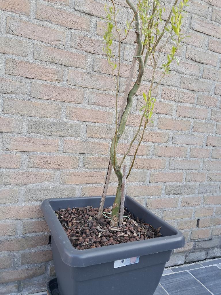 Jonge Krul wilg (zie foto's), Tuin en Terras, Ophalen, Halfschaduw, Overige soorten, 100 tot 250 cm