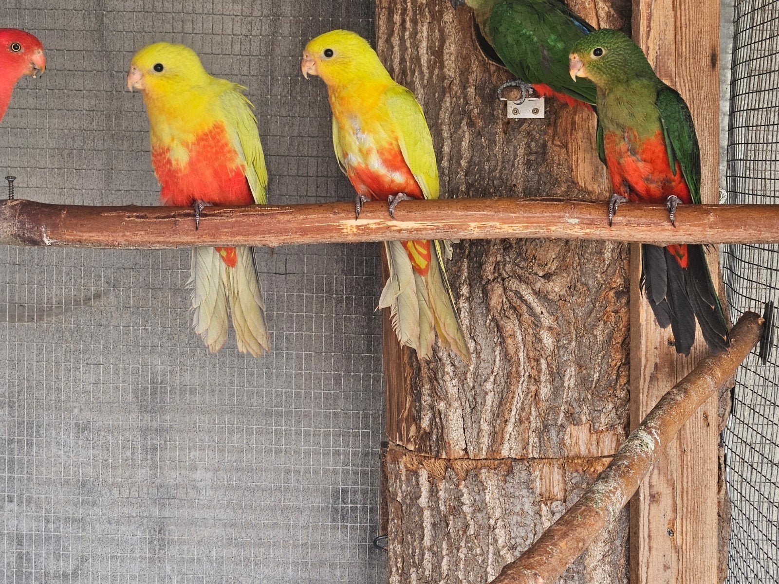 koningsparkieten  geel, Plusieurs animaux, Perruche, Bagué
