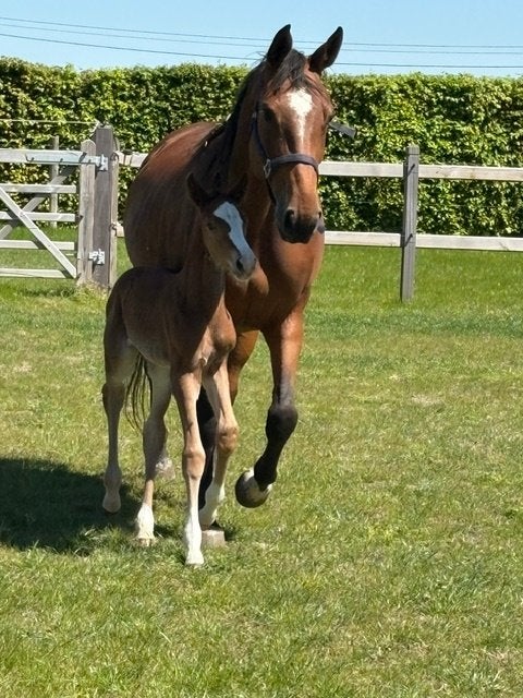 paard, Dieren en Toebehoren, Merrie, Springpaard, Met stamboom, Niet van toepassing