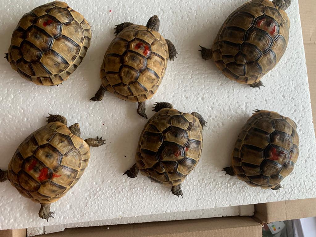 Landschildpad moorse Testudo Graeca Ibera, Dieren en Toebehoren, 0 tot 2 jaar