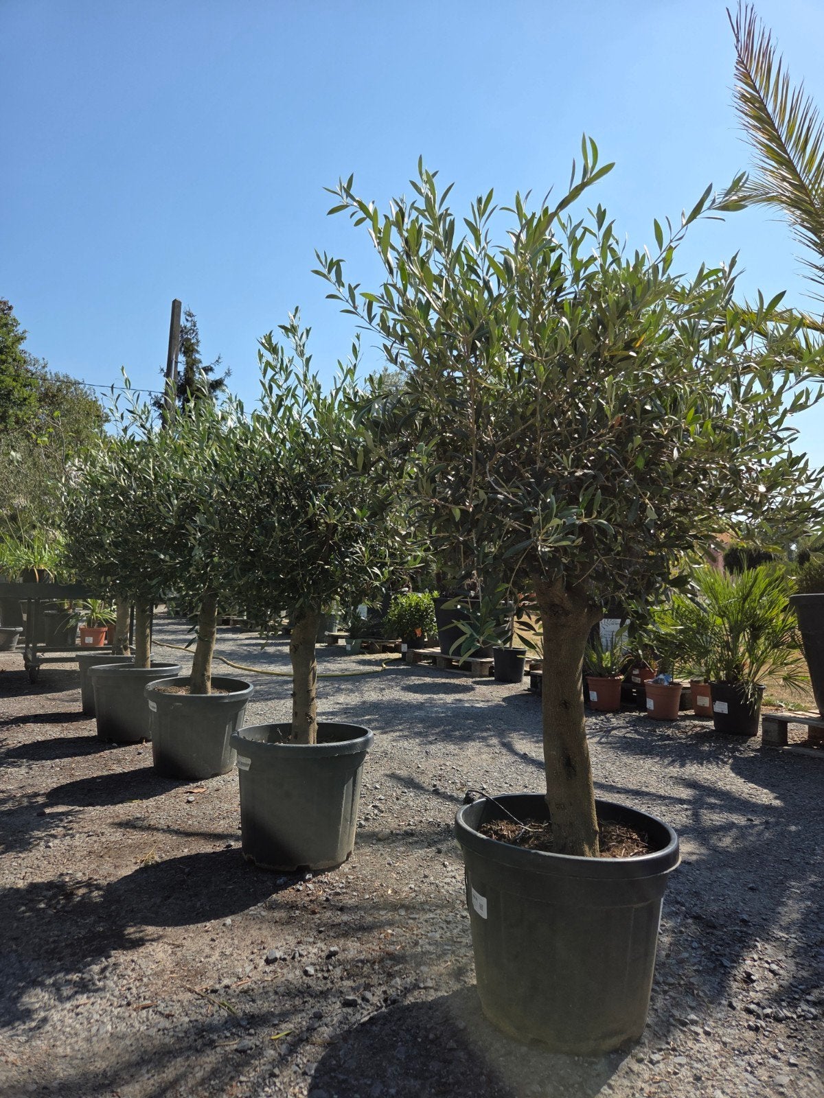 Terrasolijfboom Olea Europaea, Enlèvement
