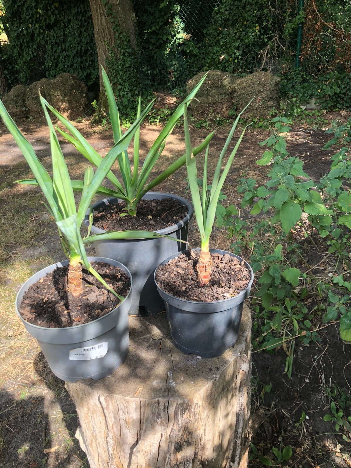 Palmlelie Yucca, Ophalen