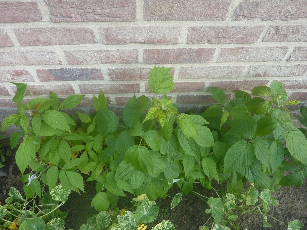 jonge frambozen plantjes, Ophalen