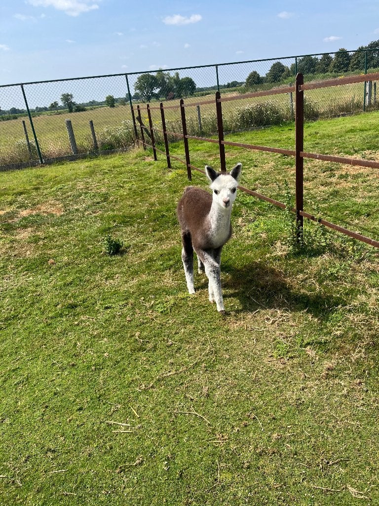 Alpaca, Dieren en Toebehoren, Meerdere dieren, 0 tot 2 jaar