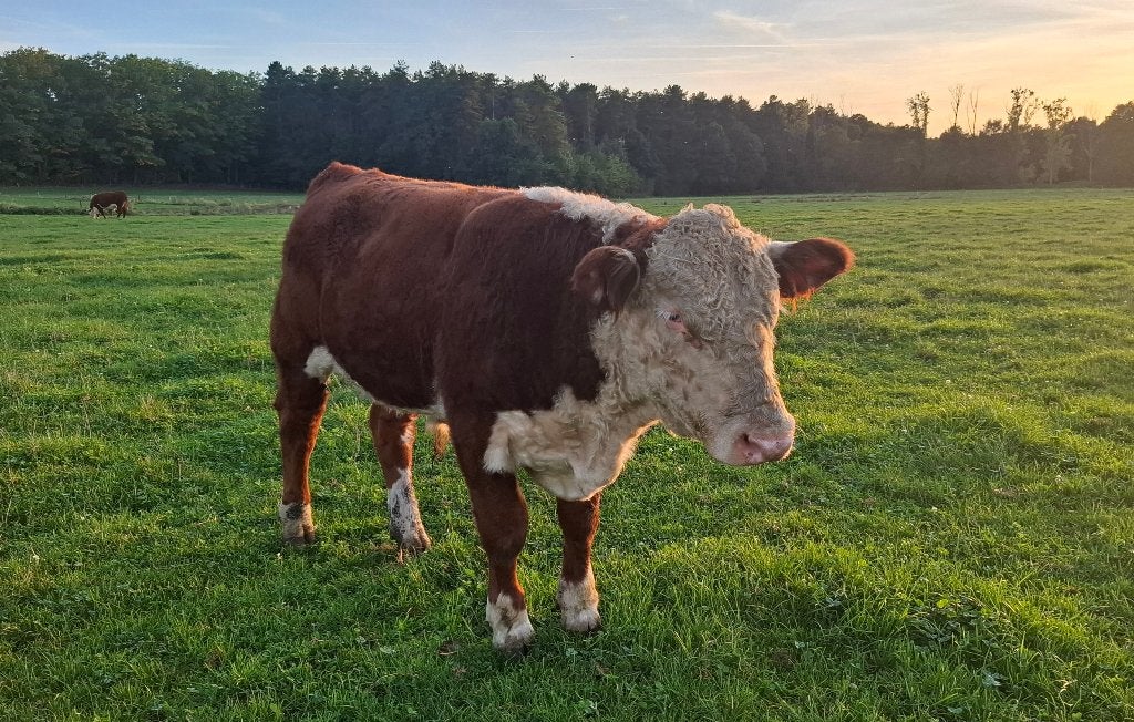 Hereford stier, Mannelijk, 0 tot 2 jaar