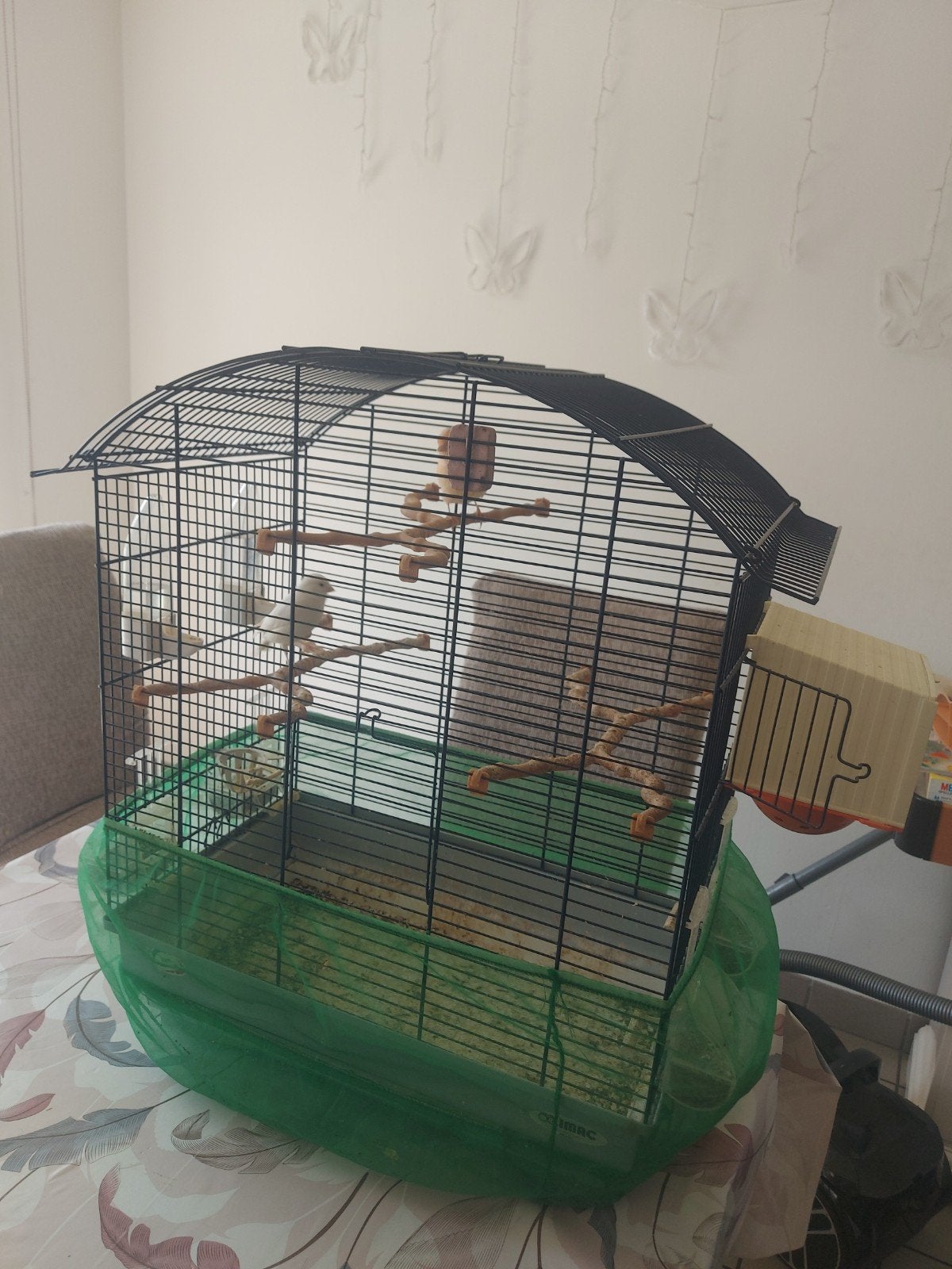 Musée Kanarie Canari, Animaux & Accessoires, Enlèvement