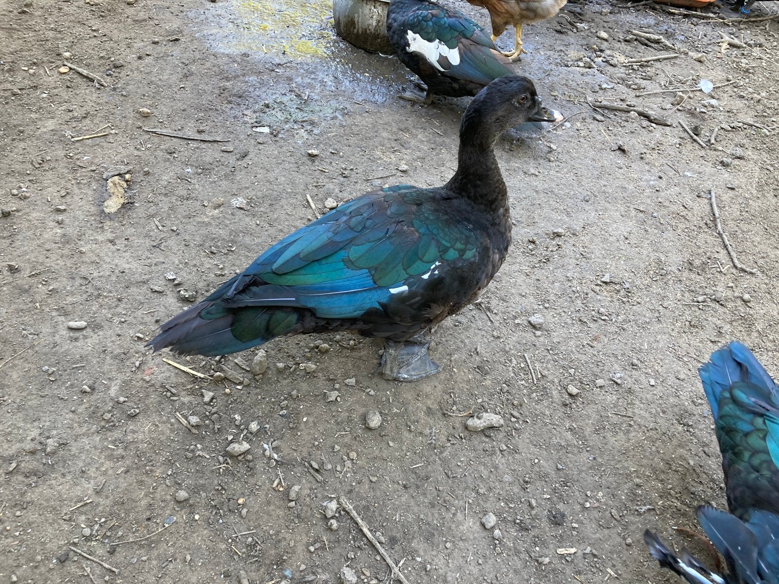 Jonge wildvorm muskuseenden, eenden, Dieren en Toebehoren